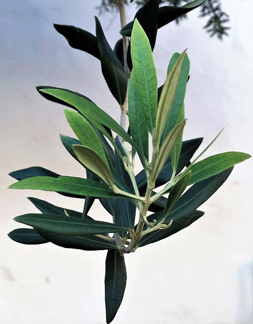 oilive-tree-leaves Olive Tree Leaves