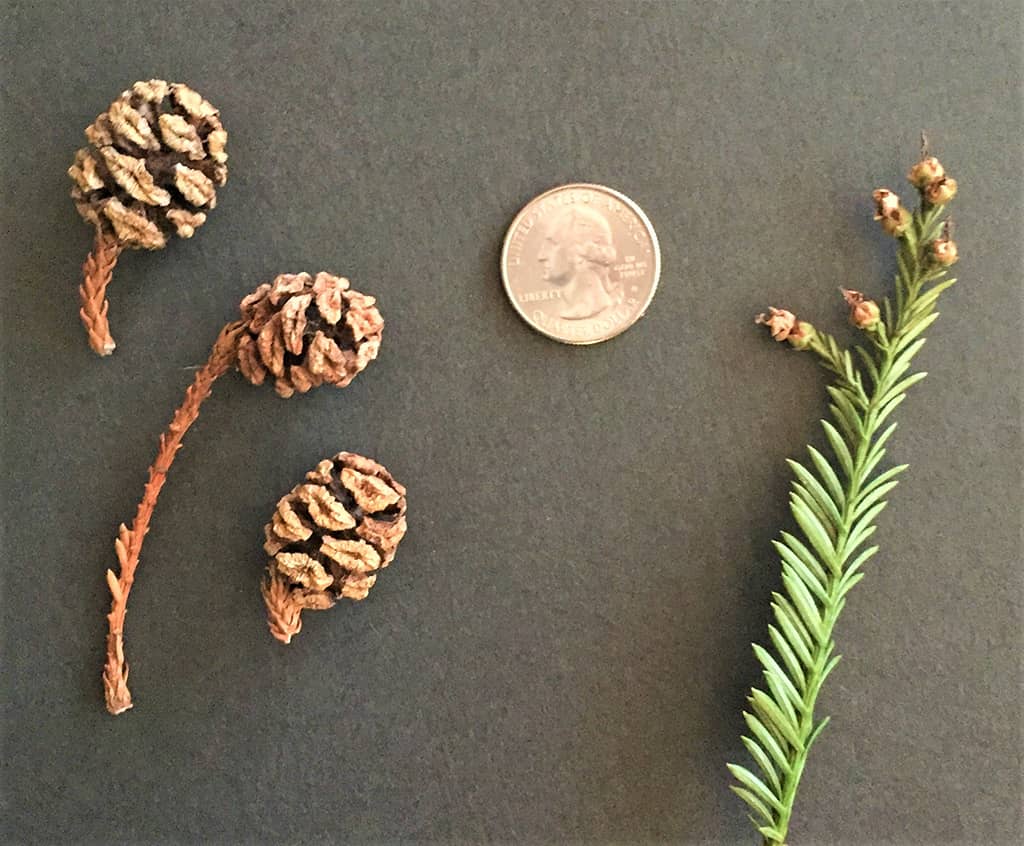 coast-redwood-cones-david-gress-image Coast Redwood Cones — photo by David Gress