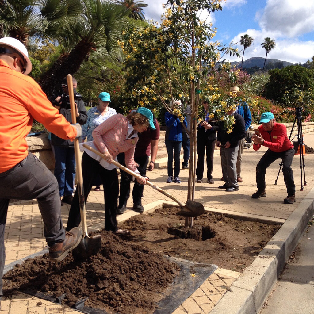 street-tree-planting-ceremony Santa Barbara Beautiful Street Tree Planting Ceremony