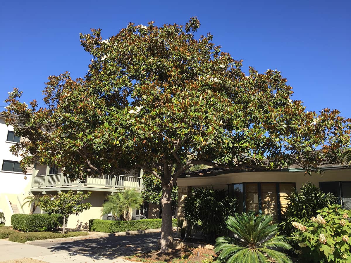 Southern Magnolia