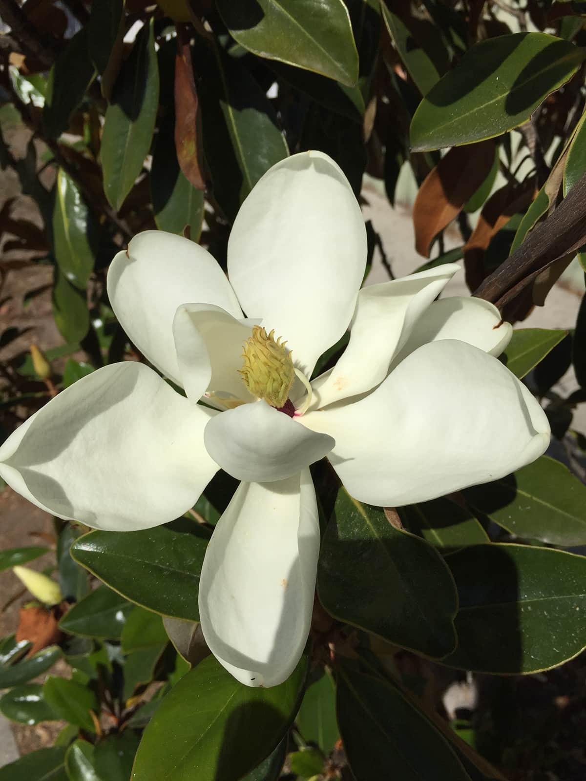 Southern Magnolia Flower