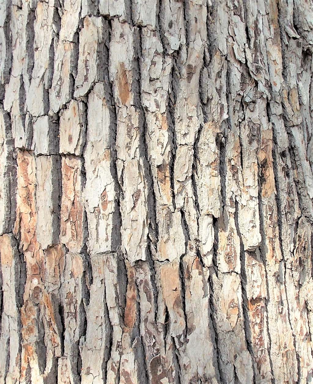 camphor-tree-bark-gress-photo-may-2019
