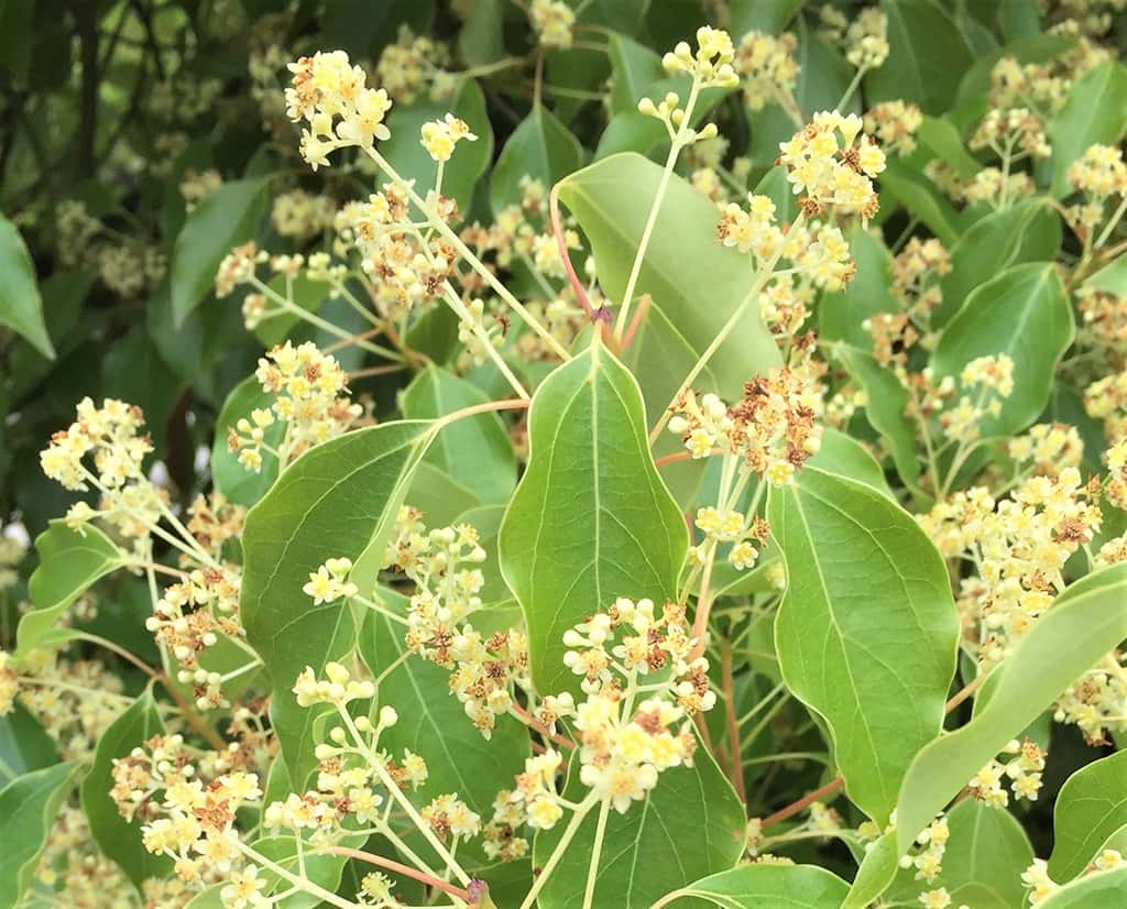 camphor-tree-flower-gress-photo-may-2019 Camphor Tree Flowers - Photo David Gress