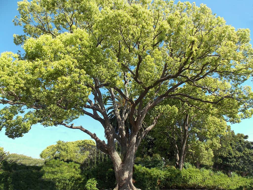 camphor-tree-gress-photo-may-2019 Camphor Tree - Photo David Gress