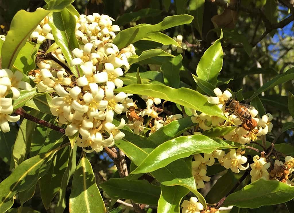Pittosporum Flowers