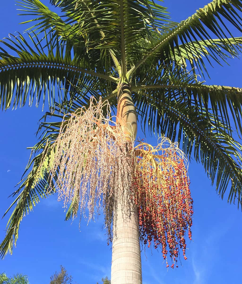 king-palm-flowers-fruit-gress-photo King Palm Tree