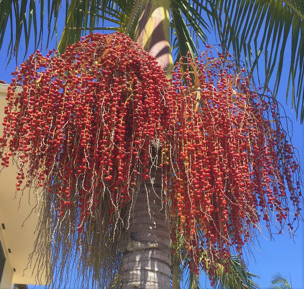 king-palm-fruit-gress-photo
