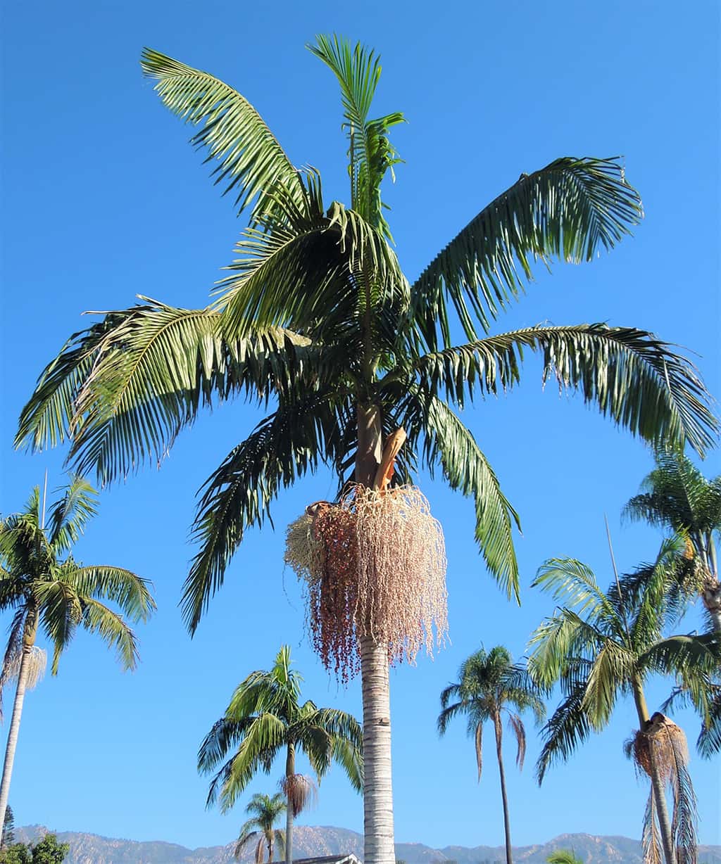 king-palm-gress-photo King Palm Flowers