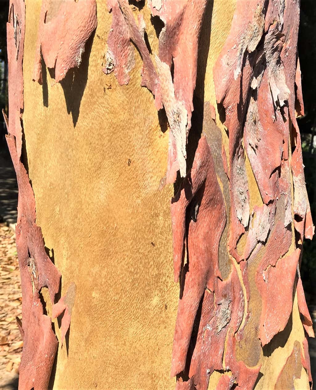 brisbane-box-bark-gress