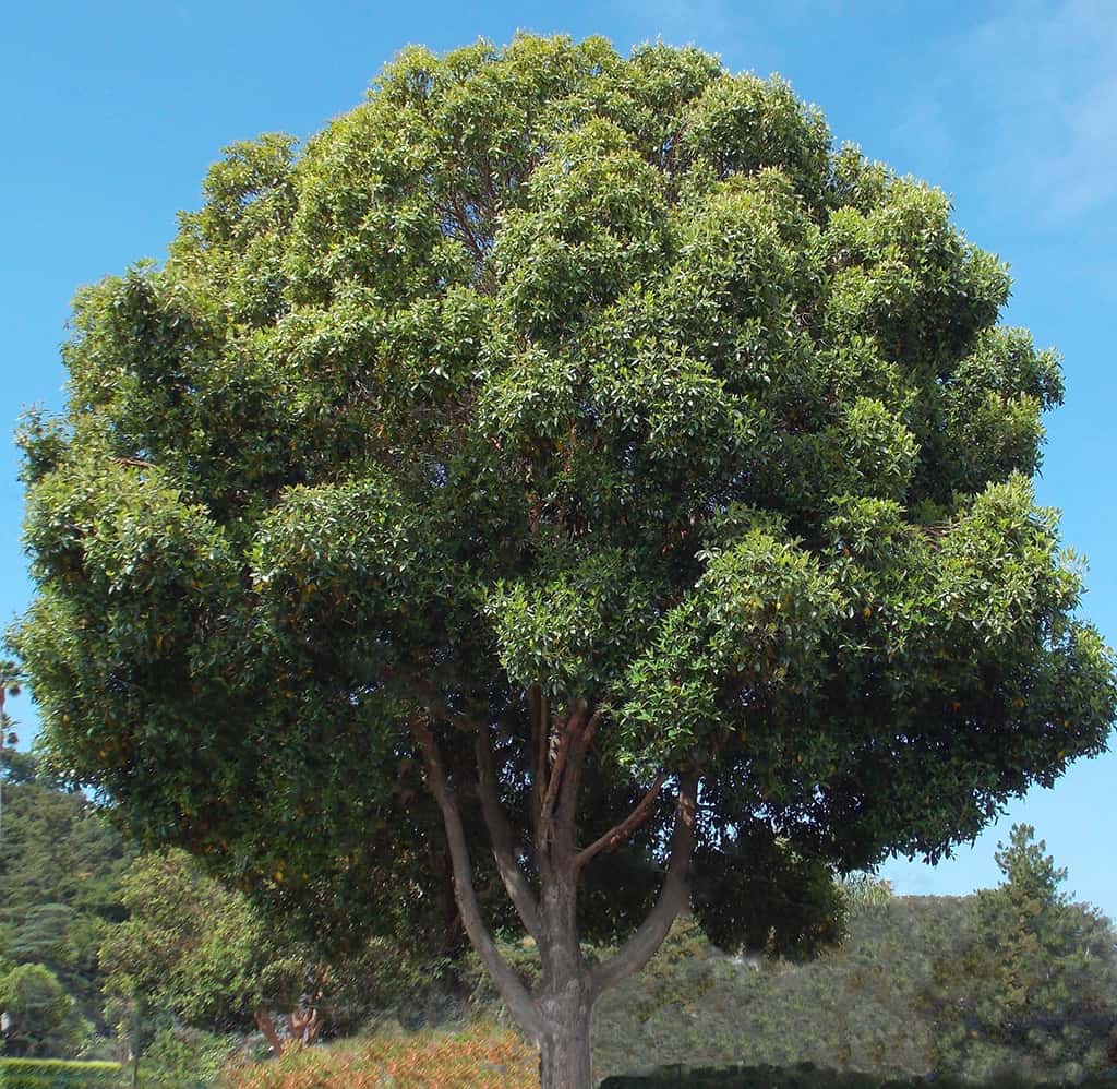 brisbane-box-david-gress Brisbane Box Tree by David Gress