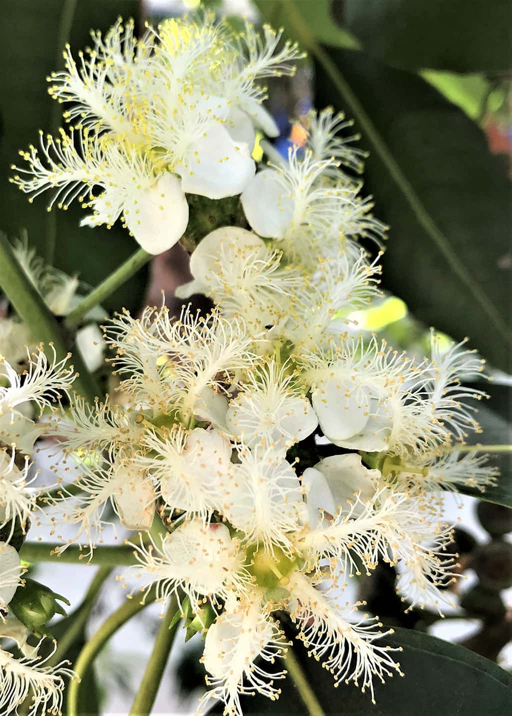 brisbane-box-flowers Brisbane Box Tree - Flowers