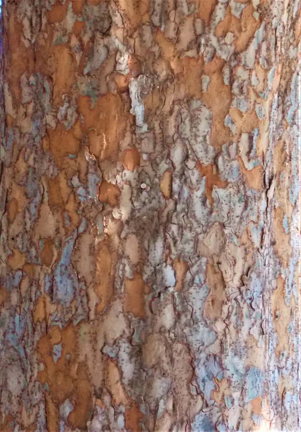 chinese-elm-bark-gress-photo Chinese Elm Bark - photo David Gress