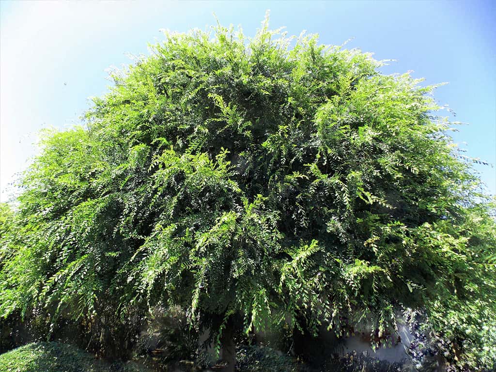 chinese-elm-gress-phogo Chinese Elm - photo by David Gress