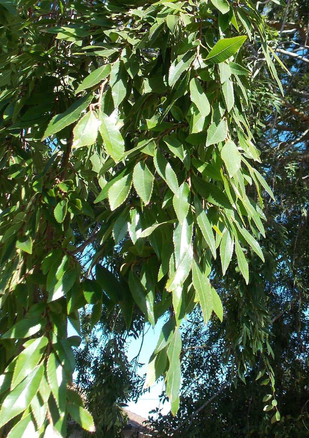 chinese-elm-leaves-gress-photo Chinese Elm - Leaves - photo David Gress