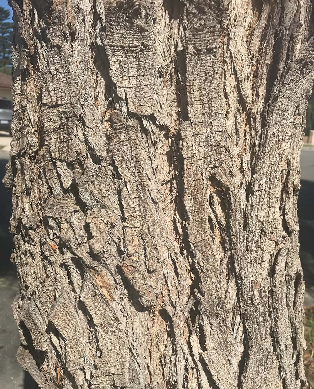 australian-willow-bark Australian Willow - Bark