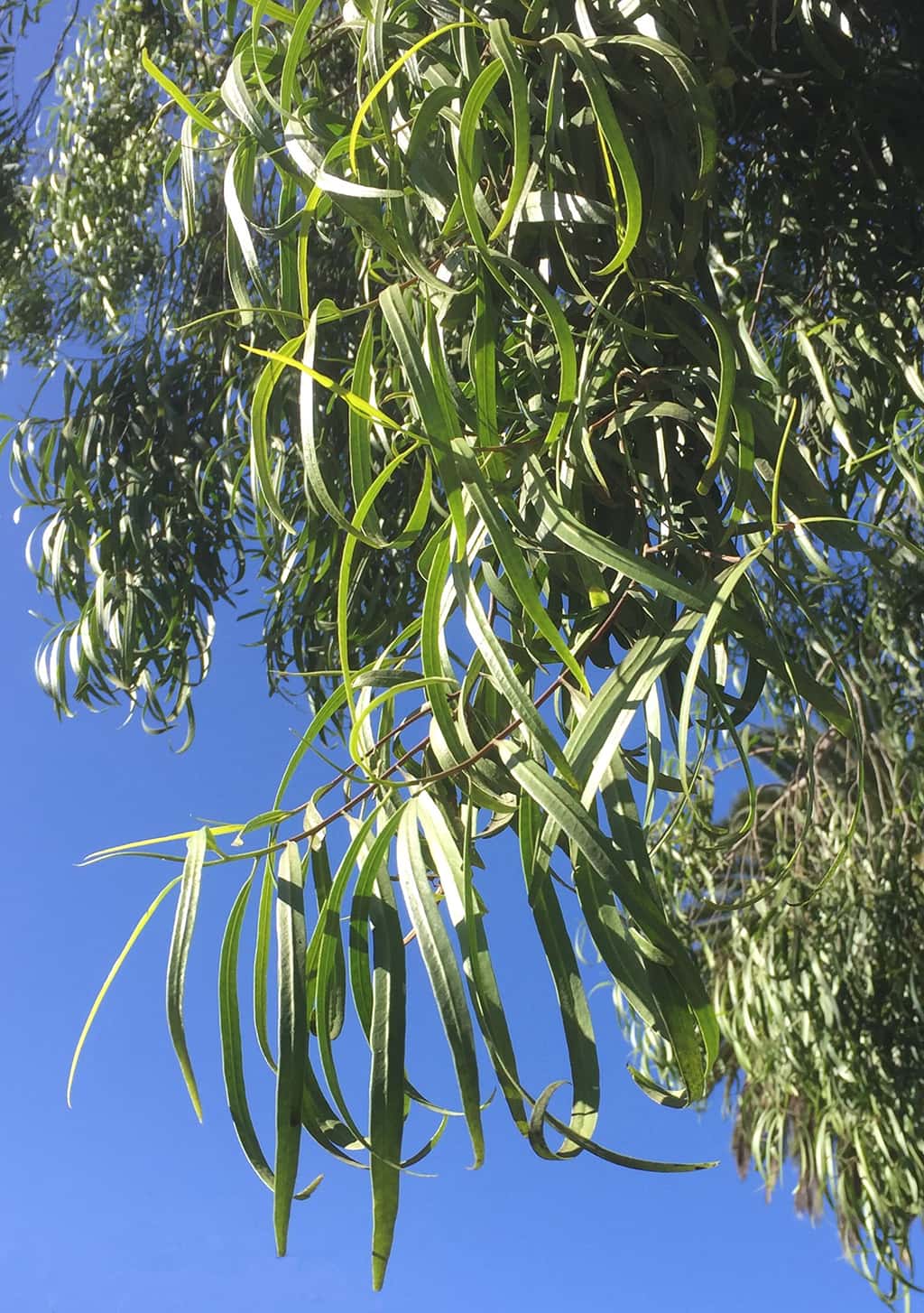 australian-willow-leaves Australian Willow leaves by David Gress