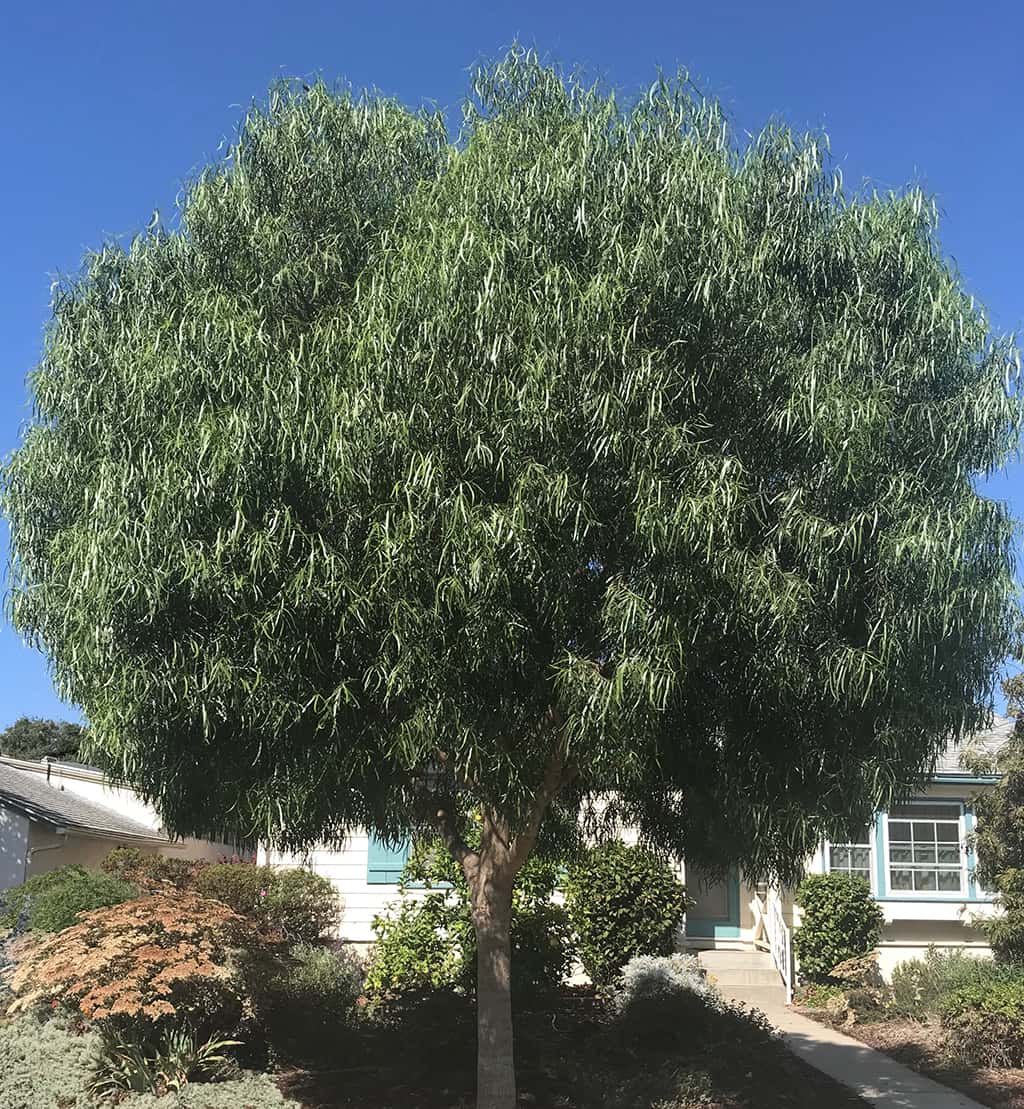 australian-willow Australian Willow by David Gress