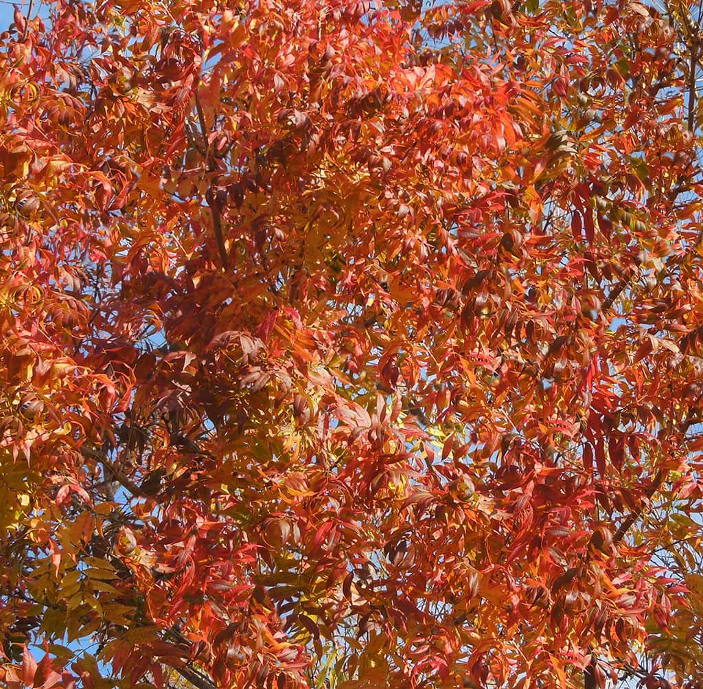 chinese-pistache-fall-color Chinese Pistache - Fall Colors