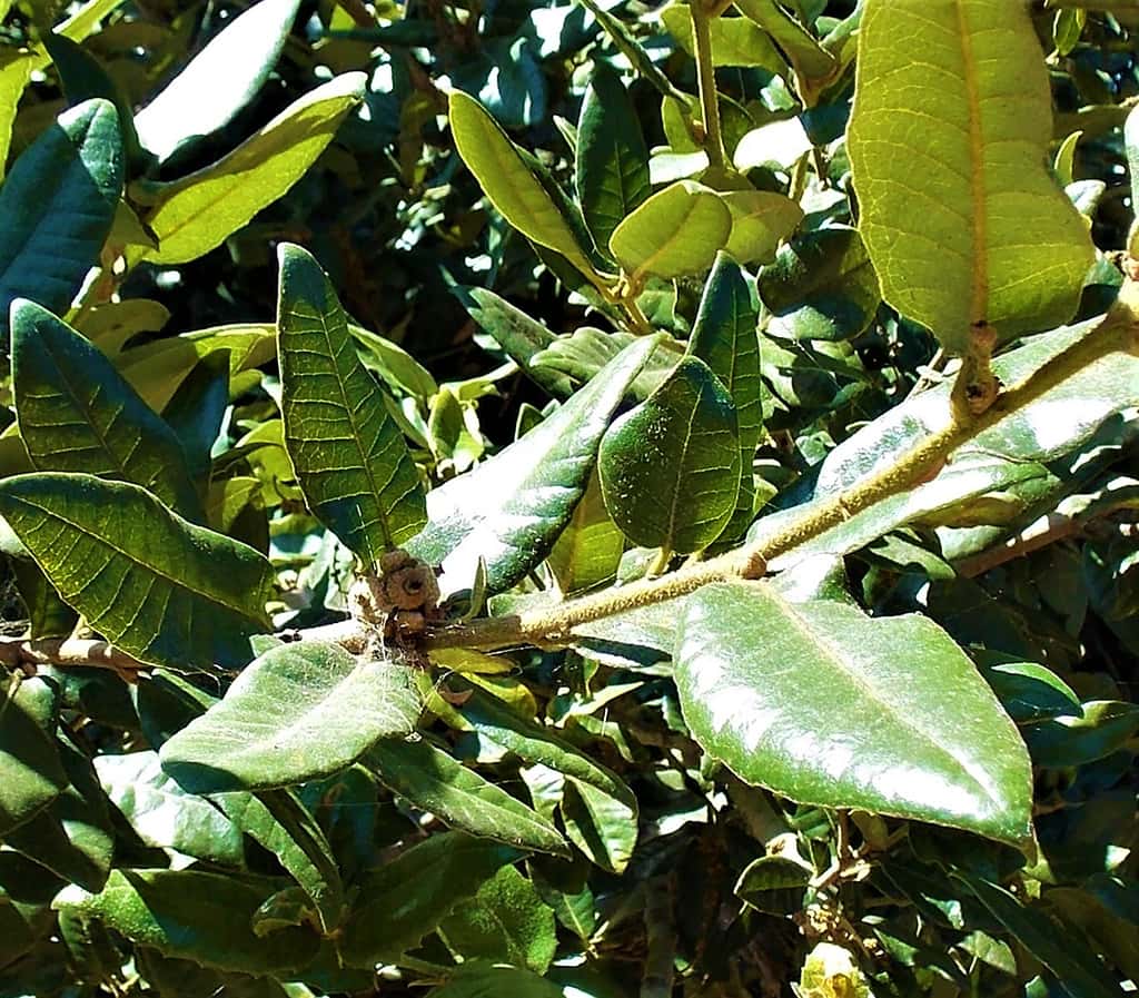 island-oak-leaves Island Oak - Leaves by David Gress