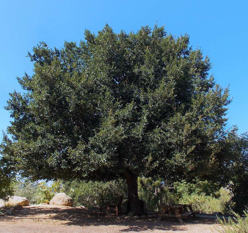 island-oak Island Oak by David Gress