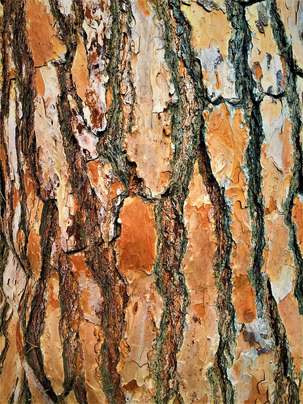 stone-pine-bark Stone Pine Bark by David Gress