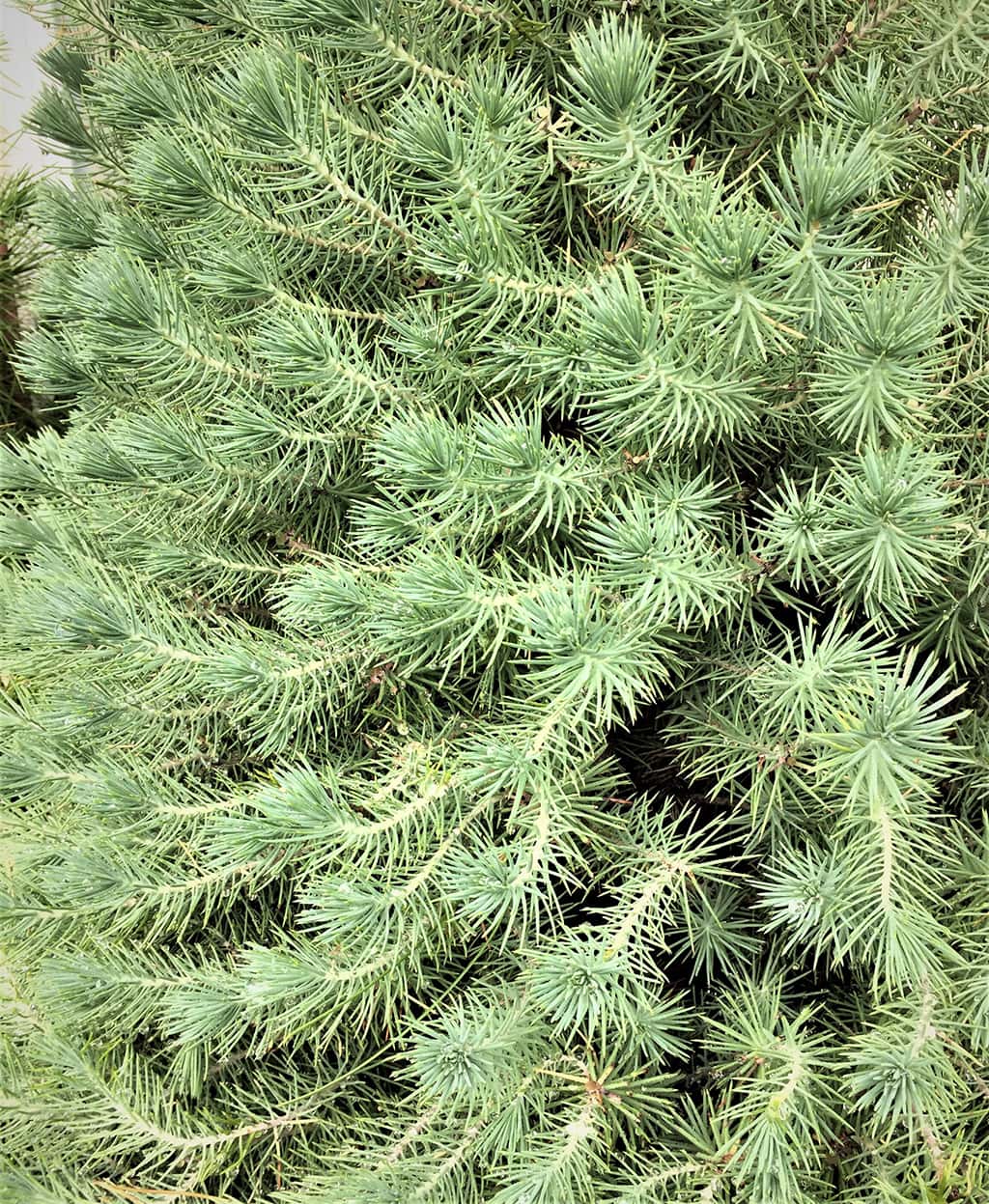 stone-pine-juvenile-foliage Stone Pine Juvenile Foliage by David Gress