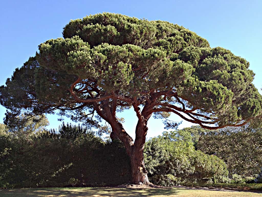 stone-pine Stone Pine by David Gress