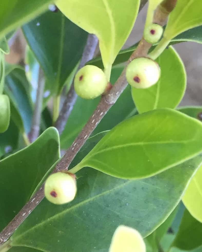 indian-laurel-fig-fruitI