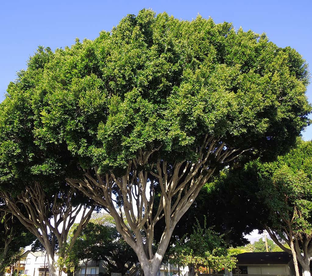 indian-laurel-fig Indian Laurel Fig by David Gress