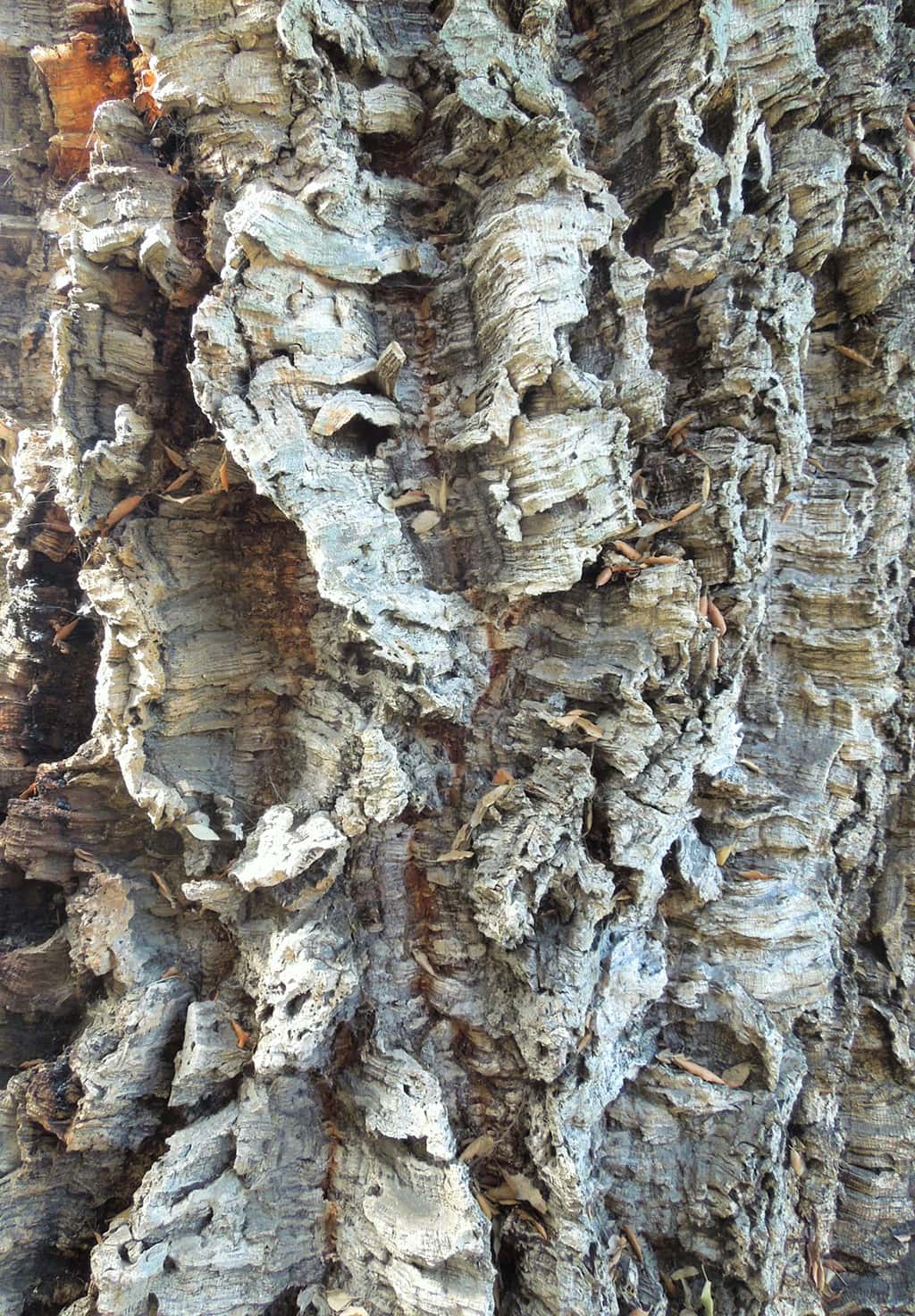 cork-oak-bark-gress Cork Oak Bark by David Gress