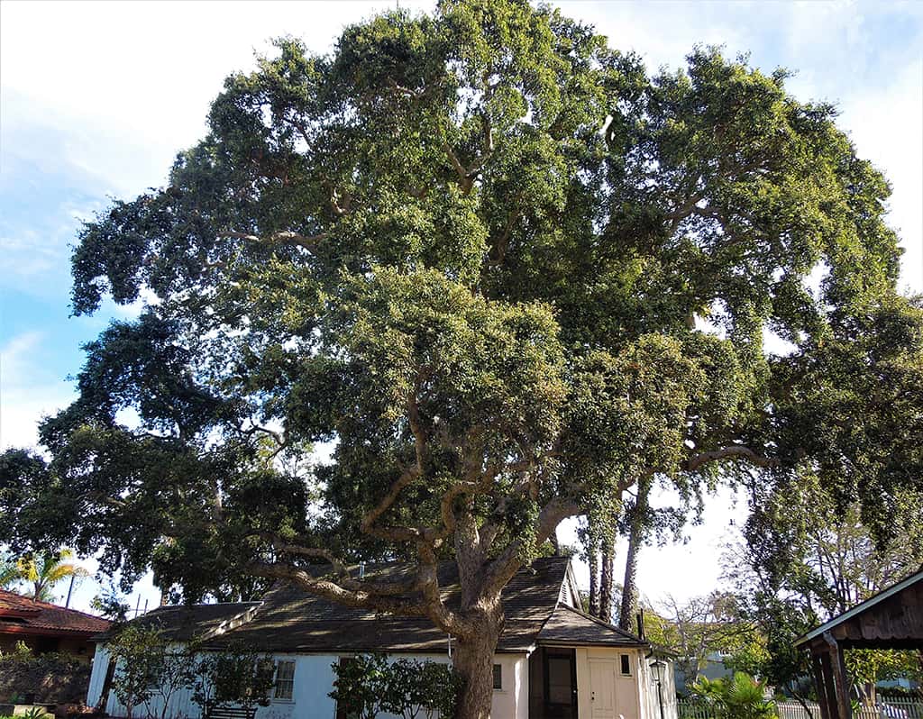cork-oak-gress Cork Oak tree by David Gress