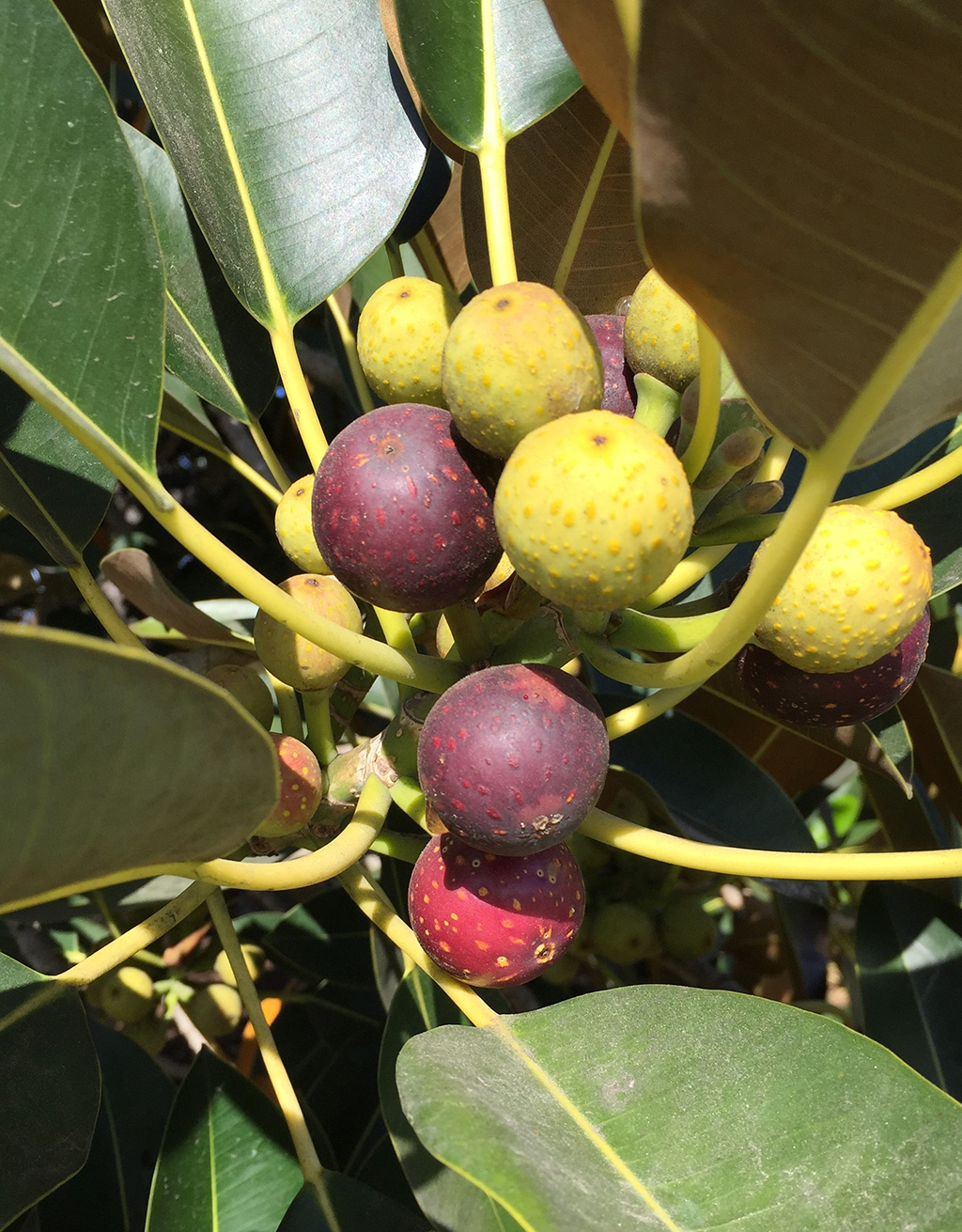 moreton-bay-fig-fruit Moreton Bay Fig - Fruit