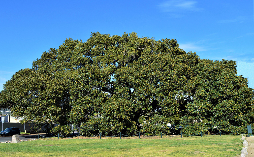 moreton-bay-fig-main Moreton Bay Fig