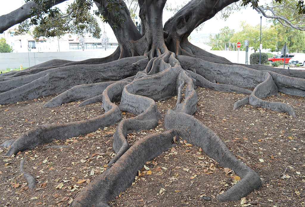 moreton-bay-fig Moreton Bay Fig roots Santa Barbara photo David Gress