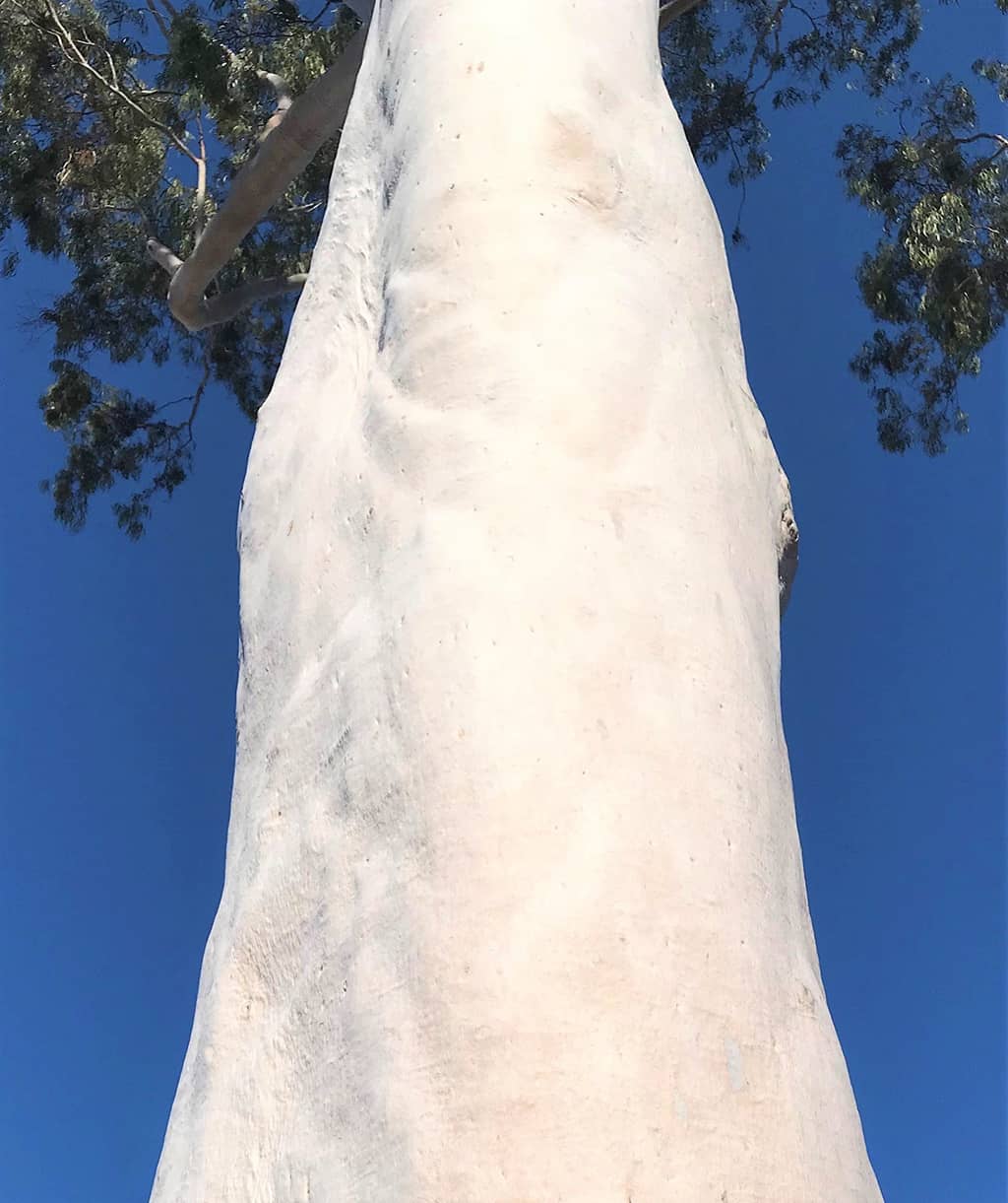 lemon-scented-gum-bark-gress Lemon-Scented Gum Tree Bark by David Gress