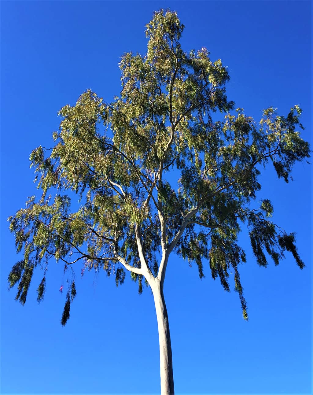 lemon-scented-gum-tree-gress Lemon Scented Gum tree by David Gress