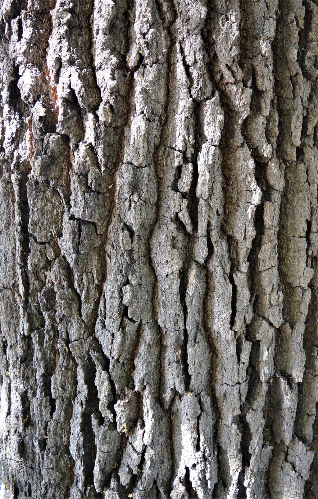 southern-live-oak-bark Southern Live Oak - Bark - photo David Gress