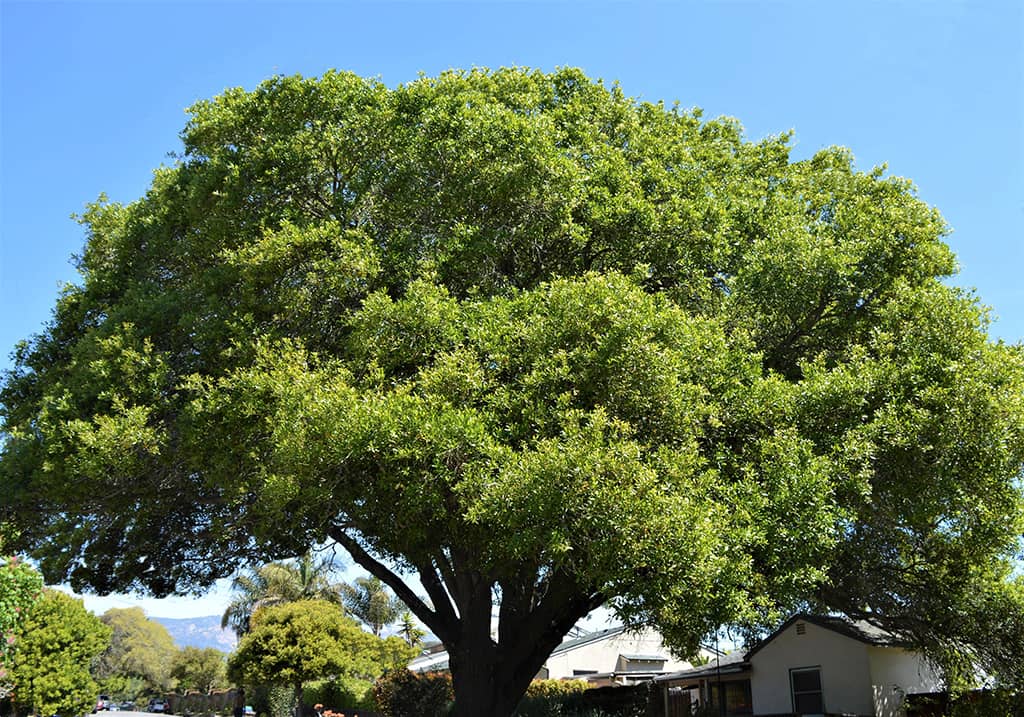 southern-live-oak-gress Southern Live Oak by David Gress