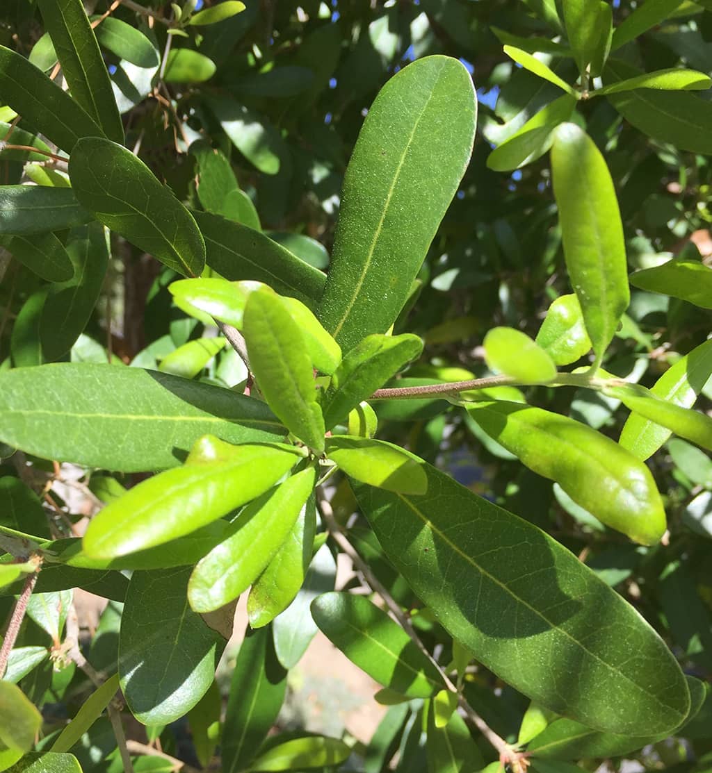 southern-live-oak-leaves-gresss Southern Live Oak - Leaves by David Gress