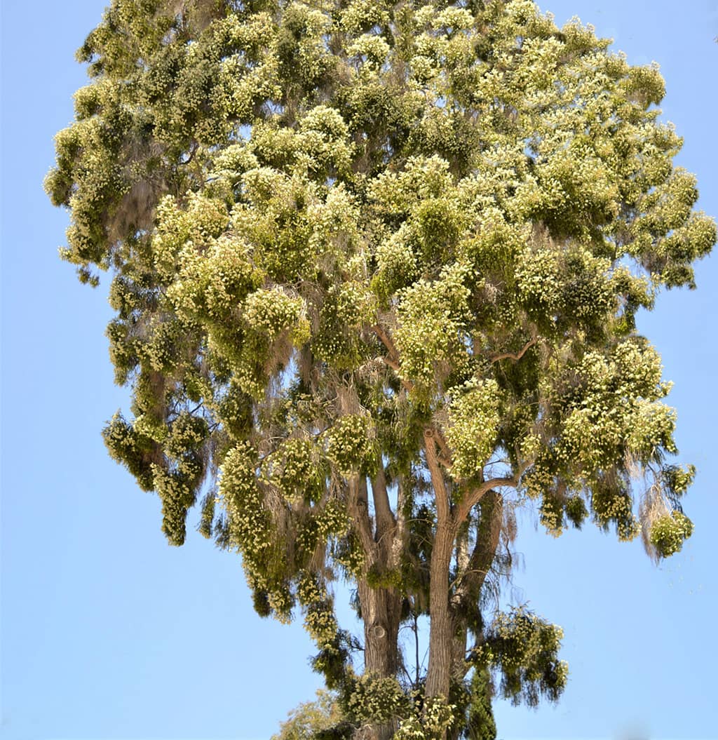 snowy-fleece-by-david-gress Snowy Fleece Tree by David Gress