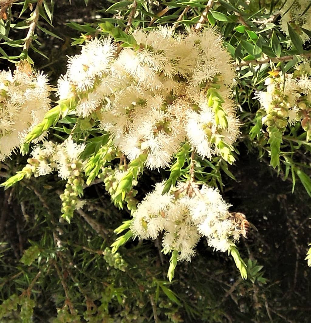 snowy-fleece-flowers-by-david-gress Snowy Fleece - Leaves by David Gress