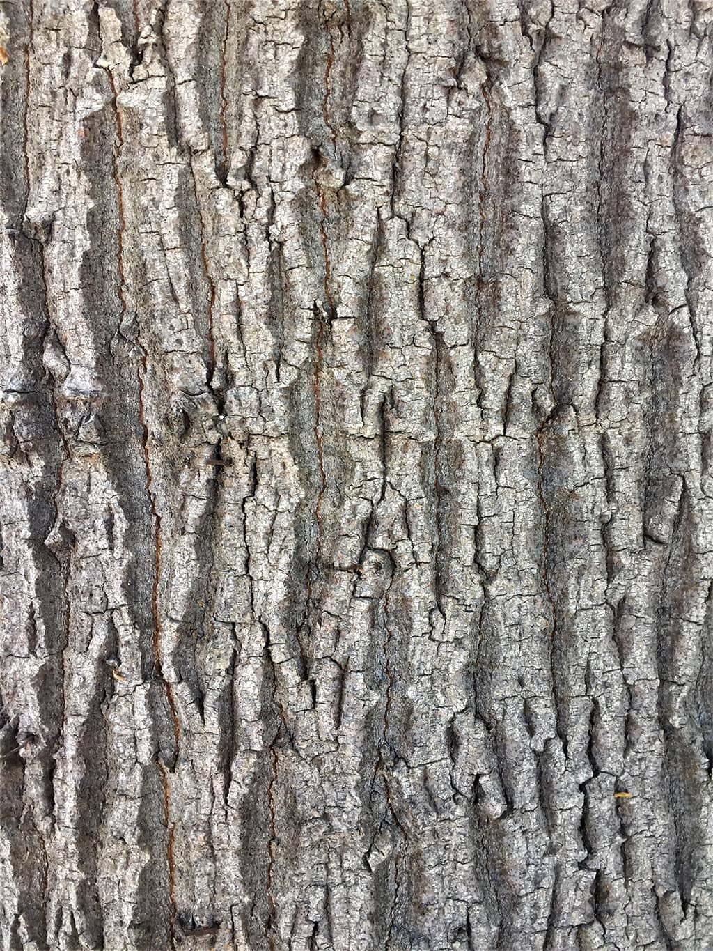 pink-flame-tree-bark-gress Pink Flame Tree Bark by David Gress