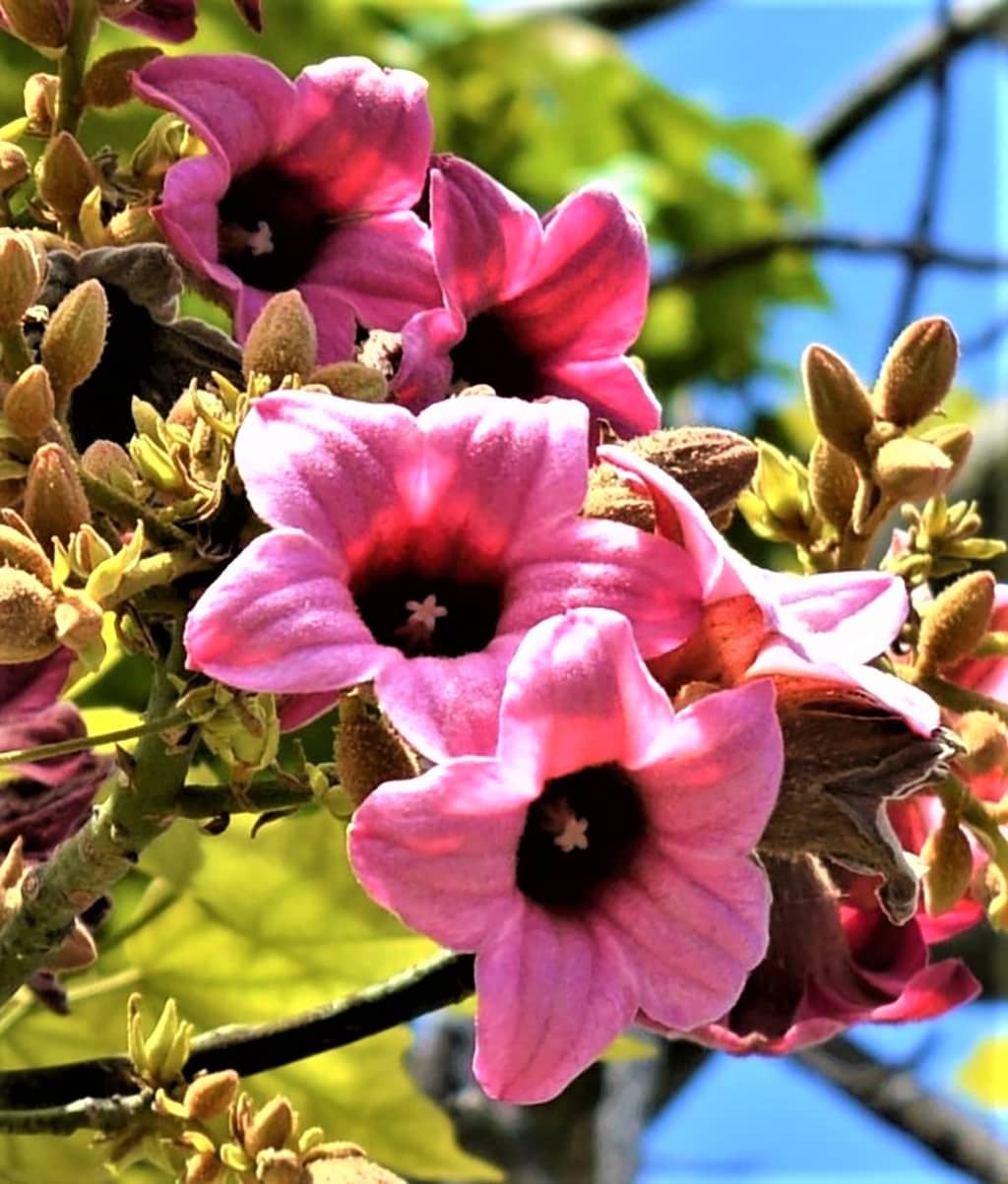 pink-flame-tree-flowers-gress Pink Flame Tree - Flowers by David Gress