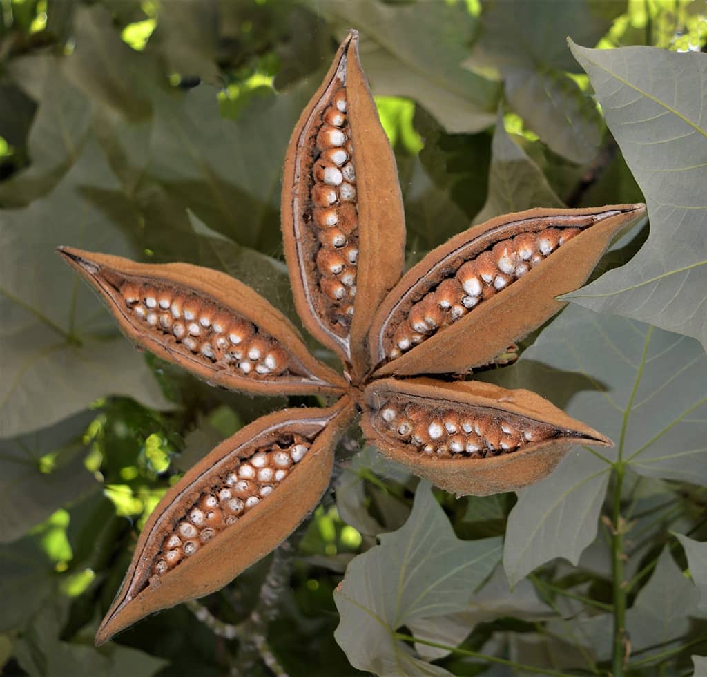 pink-flame-tree-seed-pods-gress Pink Flame Tree Seed Pods by David Gress