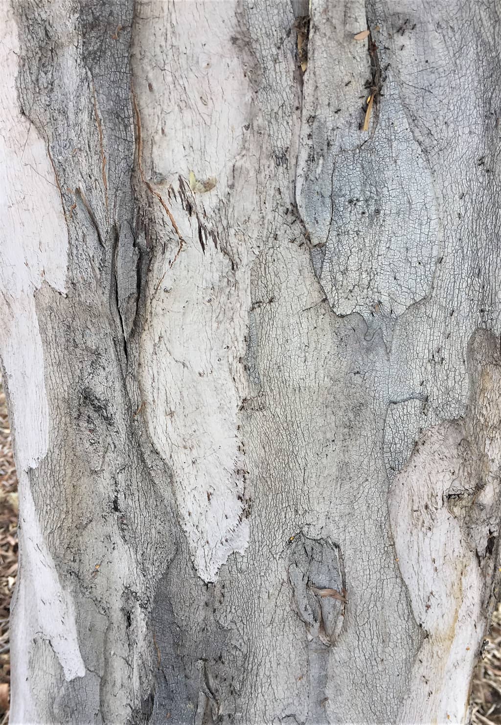 water-gum-bark-gress Water Gum tree bark photo by David Gress