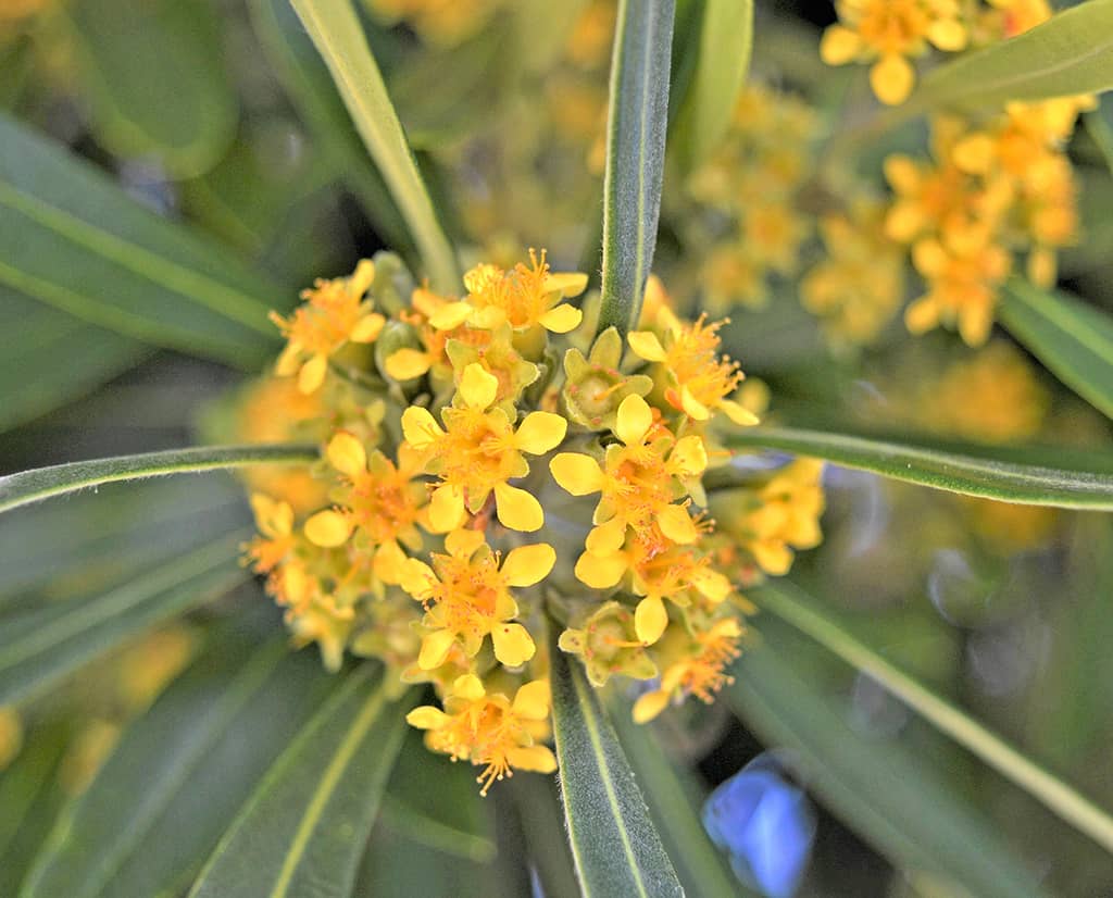 water-gum-flowers-gress Water Gum Flowers photo David Gress