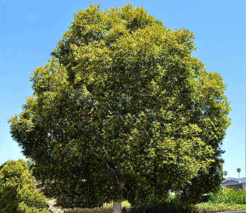 water-gum-gress Water Gum Tree SB Beautiful Tree of the Month August 2020 by David Gress