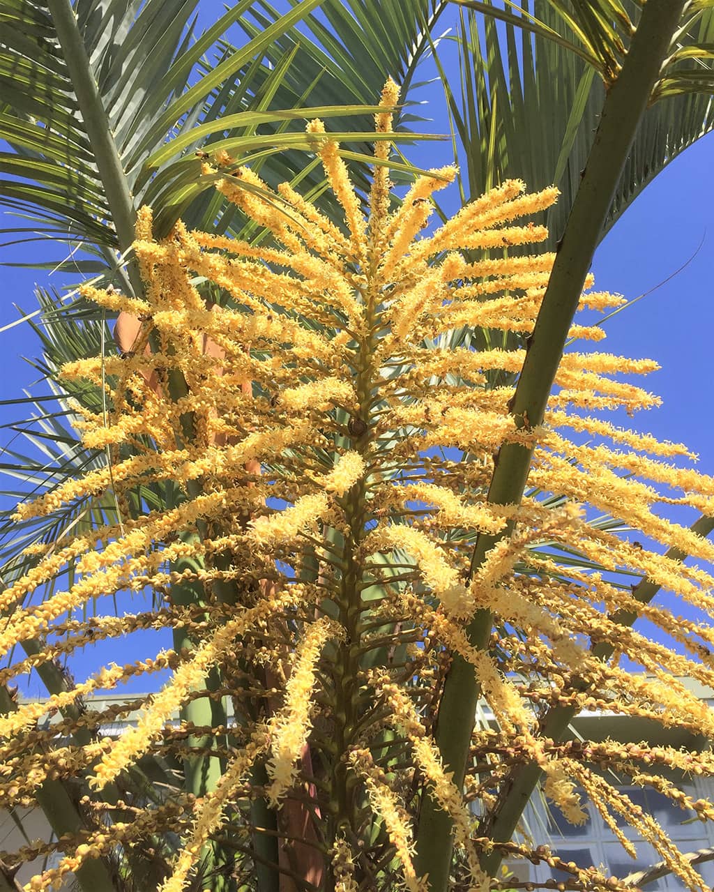 Jelly Palm Flowers by David Gress - Tree of the Month Sept 2020