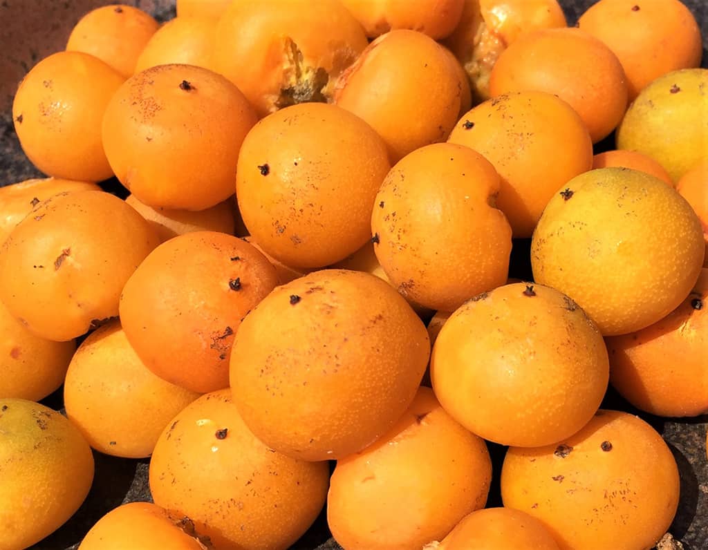 Jelly Palm Fruit by David Gress - Tree of the Month Sept 2020