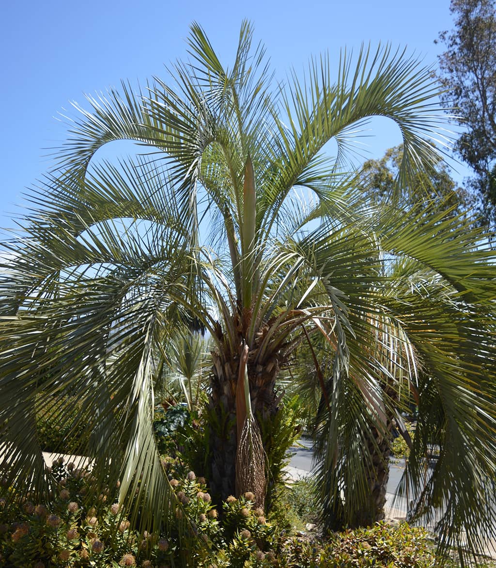Jelly Palm by David Gress - Tree of the Month Sept 2020
